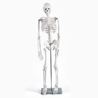 УЦЕНКА Макет "Скелет взрослого человека" в полный рост, для изучения анатомии, 85 см - Фото 3
