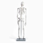 УЦЕНКА Макет "Скелет взрослого человека" в полный рост, для изучения анатомии, 85 см - Фото 4