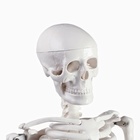 УЦЕНКА Макет "Скелет взрослого человека" в полный рост, для изучения анатомии, 85 см - Фото 5