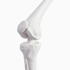 УЦЕНКА Макет "Скелет взрослого человека" в полный рост, для изучения анатомии, 85 см - Фото 8