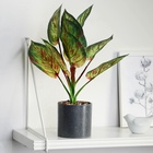 УЦЕНКА Бонсай «Аглаонема крит», 9×26 см, без горшка - Фото 1