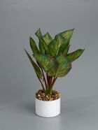 УЦЕНКА Бонсай «Аглаонема крит», 9×26 см, без горшка - Фото 2