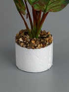 УЦЕНКА Бонсай «Аглаонема крит», 9×26 см, без горшка - Фото 3