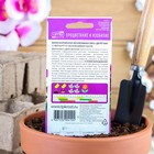 Семена цветов Виола "Эксклюзивная смесь", 0,1 г - фото 9425293