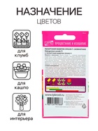 Семена комнатных цветов Пеларгония «Маверик Оранж», F1, «Агроуспех», 4 шт. - Фото 5