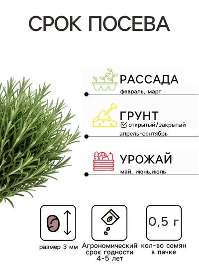 Семена Розмарин Нежность, 0,05г