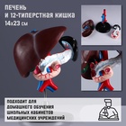УЦЕНКА Макет "Печень и 12-типерстная кишка" 14*23см - Фото 1