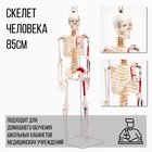 УЦЕНКА (НЕТ ДЕРЖАТЕЛЯ) Макет «Скелет взрослого человека» в полный рост, для изучения анатомии, 85 см 11065451