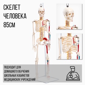 УЦЕНКА (НЕТ ДЕРЖАТЕЛЯ) Макет «Скелет взрослого человека» в полный рост, для изучения анатомии, 85 см 11065451