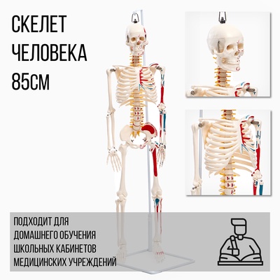 УЦЕНКА (НЕТ ДЕРЖАТЕЛЯ) Макет «Скелет взрослого человека» в полный рост, для изучения анатомии, 85 см
