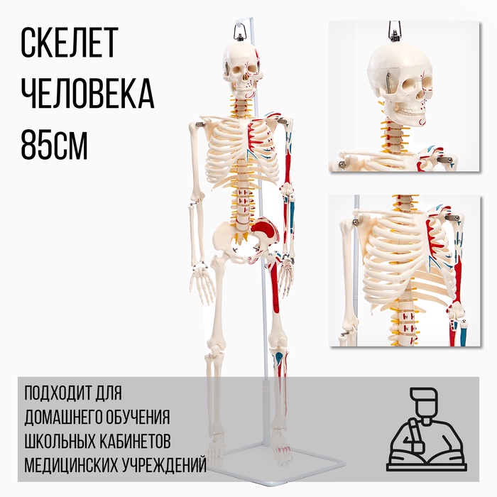 УЦЕНКА (НЕТ ДЕРЖАТЕЛЯ) Макет «Скелет взрослого человека» в полный рост, для изучения анатомии, 85 см - Фото 1