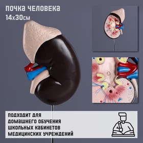 УЦЕНКА Макет "Почка человека" 14*30см 11069782