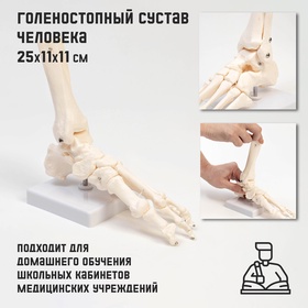 УЦЕНКА Макет "Голеностопный сустав" 25*11*11см 11073369