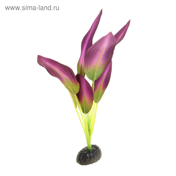Растение шелковое  "Эхинодорус" зелено-фиолетовый 22 см YM-04 - Фото 1