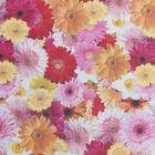 Клеёнка столовая на нетканой основе «Герберы», ширина 125 см, рулон 25 м - Фото 3