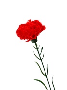 Цветы искусственные «Гвоздика красная», h=46 см, d=8 см - Фото 5