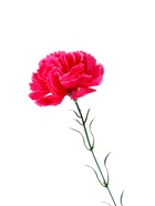 Цветы искусственные «Гвоздика розовая», h=40 см - Фото 4