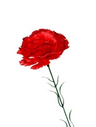 Цветы искусственные «Гвоздика красная с кантом», h=40 см, d=8 см - Фото 9