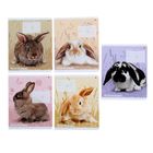 Тетрадь 12 листoв линейка "Милые крольчата", бумажная обложка, 5 видов МИКС - Фото 1