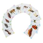 Обучающие карточки "Насекомые", 12 штук - Фото 2