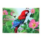 Альбом для рисования А4, 40 листов на скрепке "Яркий попугай", обложка офсет 80г/м2, блок офсет 100г/м2 - Фото 1