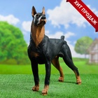 Садовая фигура из полистоуна «Собака Доберман», 45×19×46 см - Фото 10