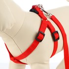 Комплект «Базис», поводок 120×1.5 см, шлейка 32-46×1.5 см, красный - Фото 7