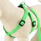 Комплект «Базис», поводок 120×1.5 см, шлейка 32-46×1.5 см, зелёный - Фото 7