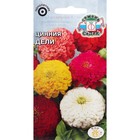 Семена цветов Цинния "Дели "0.5 г - Фото 1