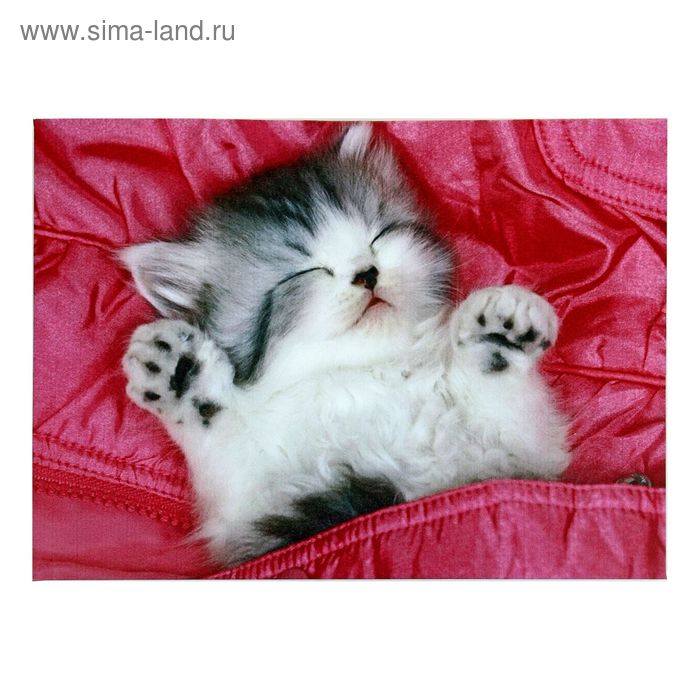 Картина-холст на подрамнике "Котик под одеялом" 35*50см - Фото 1