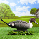 Фигура подсадная "Шилохвость" селезень 40*14*20 см - Фото 1