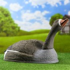 Фигура подсадная "Гусь белолобый курлыкающий" 58*35*17 см - Фото 1