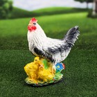 Садовая фигура "Курица", белый цвет, гипс, 14х26х32 см, микс - Фото 1