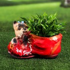Фигурное кашпо "Собака на ботинке", гипс, 0.5 л, микс - Фото 1