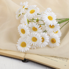 Букет "Ромашки" 50 см белые (цена за 1веточку, фасовка 5шт) - Фото 1