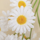 Букет "Ромашки" 50 см белые (цена за 1веточку, фасовка 5шт) - Фото 2