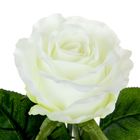 Роза со свитком–пожеланием «Любимой доченьке», 6.5 × 30 см - Фото 3