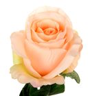 Роза со свитком–пожеланием «Любимой жене», 6.5 × 30 см - Фото 3