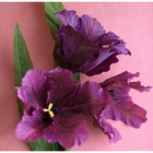 Бумага для упаковок и поделок, гофрированная, травяная, зеленая, однотонная, двусторонняя, рулон 1 шт., 0,5 х 2,5 м - Фото 6