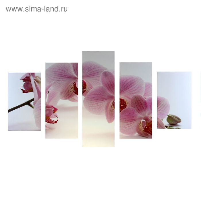 Картина модульная на подрамнике "Нежность лепестков орхидеи" 72*125см - Фото 1