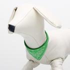 Ошейник с косынкой 32 х 1 см,ОШ 22-28, зелёный - Фото 4