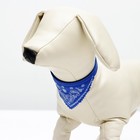 Ошейник с косынкой 32 х 1 см, ОШ 22-28, синий - Фото 4