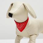 Ошейник с косынкой 32 х 1 см, ОШ 22-28, красный - Фото 4