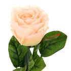 Роза со свитком–пожеланием «С Днём рождения», 6.5 × 30 см - Фото 2