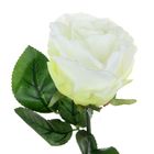 Роза со свитком–пожеланием «Имениннице», 6.5 × 30 см - Фото 2