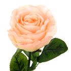 Роза со свитком–пожеланием «Любимой бабушке», 6.5 × 30 см - Фото 2