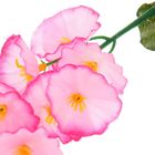 цветы искусственные гладиолус Оскар 45 см розовый - Фото 2