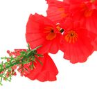 цветы искусственные гладиолус Оскар 45 см красный - Фото 2
