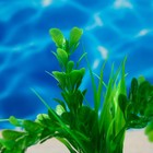 Растение искусственное - Фото 2