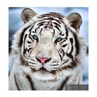 Фотообои "Бенгальский тигр", 139х139 см - Фото 1